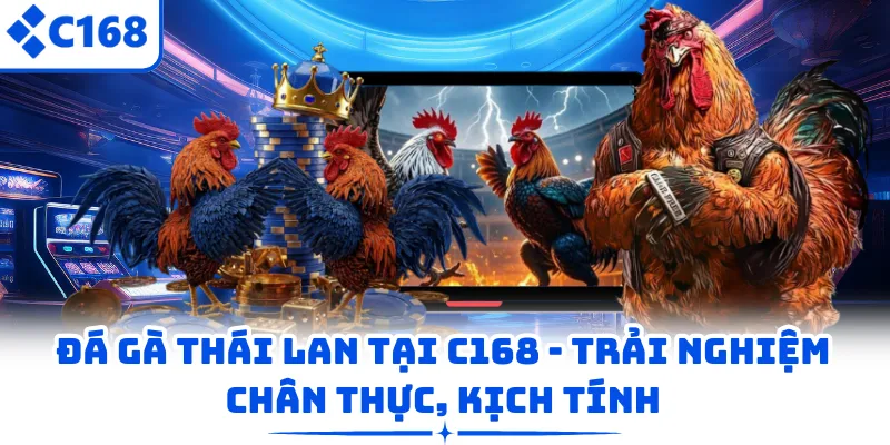 Đá Gà Thái Lan Tại C168 – Trải Nghiệm Chân Thực, Kịch Tính
